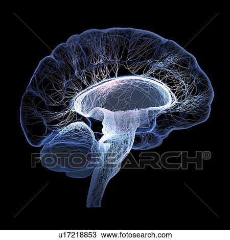 Stock Image - Human brain nerves, illustration.. Fotosearch
