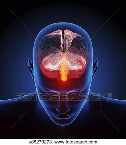 Stock Image - Human brain nerves, illustration.. Fotosearch