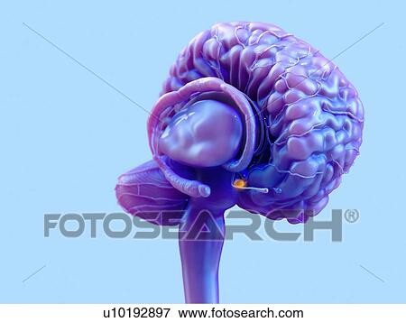 Stock Photo - Human brain pituitary gland, illustration.. Fotosearch