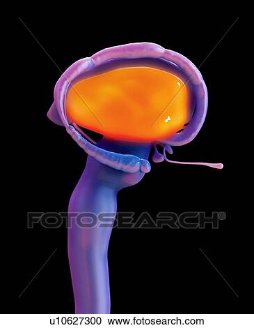 Stock Image - Human brain thalamus, illustration.. Fotosearch
