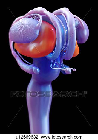Stock Image - Human brain thalamus, illustration.. Fotosearch