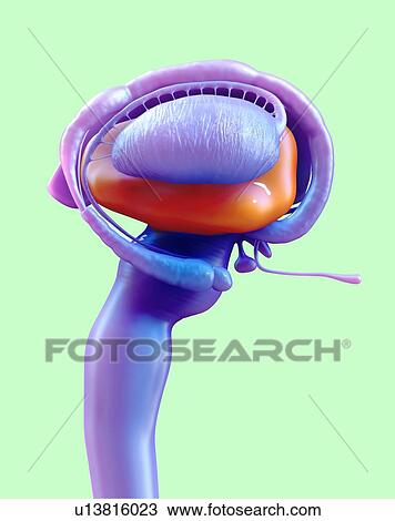 Stock Image - Human brain thalamus, illustration.. Fotosearch