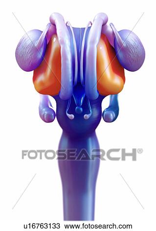 Stock Image - Human brain thalamus, illustration.. Fotosearch