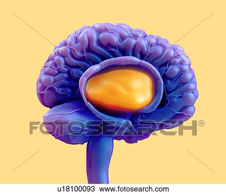 Stock Image - Human brain thalamus, illustration.. Fotosearch