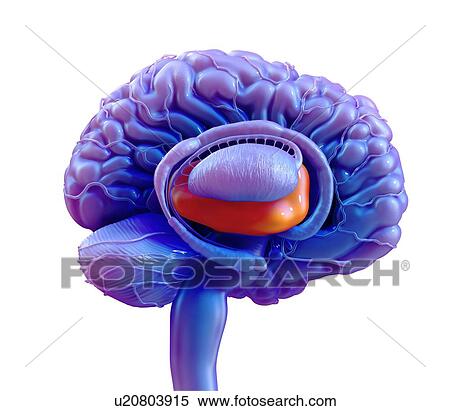 Stock Photography - Human brain thalamus, illustration.. Fotosearch