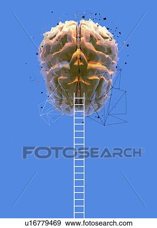 Stock Photo - Human brain with ladders, illustration.. Fotosearch