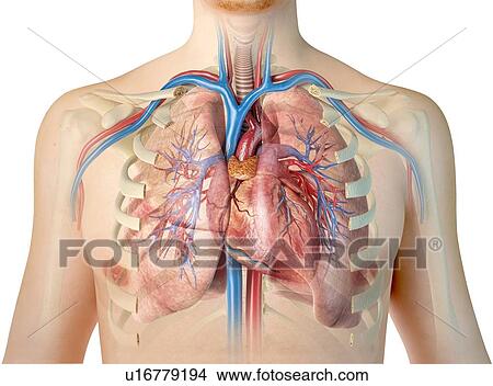 Picture - Human chest anatomy, illustration. Fotosearch