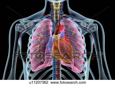 Stock Image - Human chest anatomy, illustration. Fotosearch