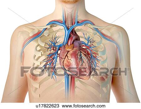 Stock Image - Human chest anatomy, illustration. Fotosearch