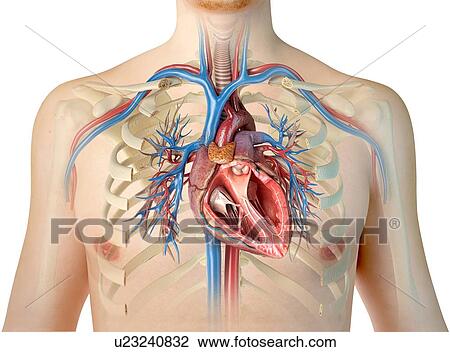 Stock Image - Human chest anatomy, illustration. Fotosearch