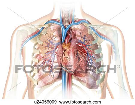 Human chest anatomy, illustration View Large Photo Image Stock Photo - Human chest anatomy, illustration. Fotosearch