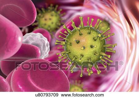 Stock Photo - Human cytomegaloviruses in blood, illustration. Fotosearch