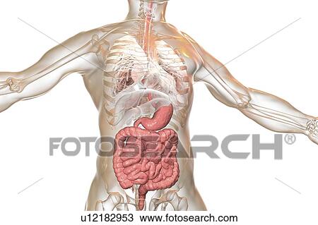 Human digestive system, illustration View Large Photo Image Stock Image - Human digestive system, illustration. Fotosearch