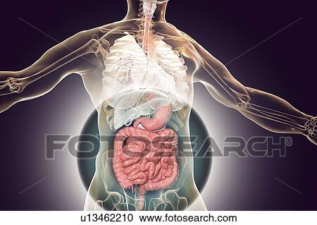 Human digestive system, illustration View Large Photo Image Stock Image - Human digestive system, illustration. Fotosearch