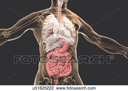 Stock Image - Human digestive system, illustration. Fotosearch