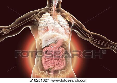 Human digestive system, illustration View Large Photo Image Stock Photo - Human digestive system, illustration. Fotosearch