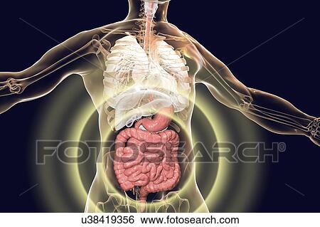 Stock Photograph - Human digestive system, illustration. Fotosearch