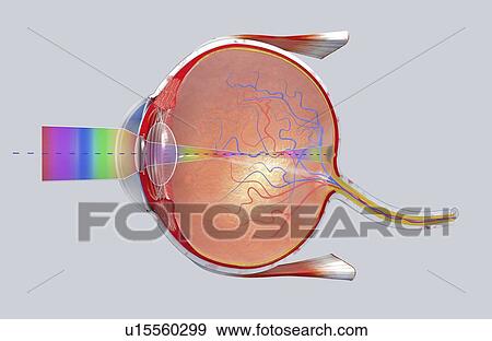 Human eye, illustration View Large Photo Image Stock Photo - Human eye, illustration. Fotosearch