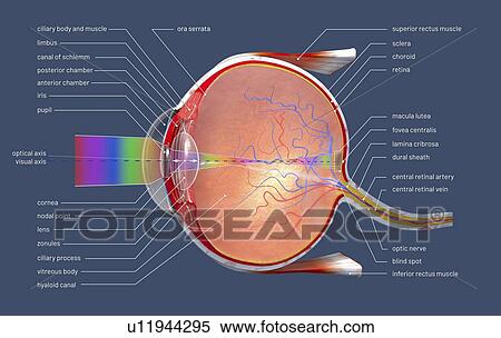 Stock Photography - Human eye, illustration. Fotosearch
