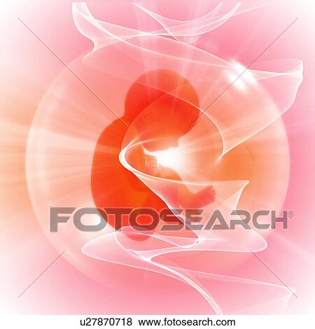Stock Photo - Human foetus, illustration.. Fotosearch