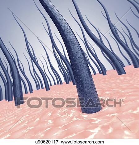 Stock Photo - Human hair, illustration. Fotosearch
