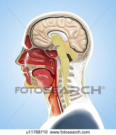 Stock Image - Human head anatomy, illustration. Fotosearch