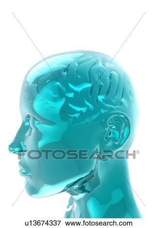 Human head with brain, illustration. View Large Photo Image Stock Photo - Human head with brain, illustration.. Fotosearch