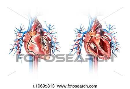 Human heart and blood vessels, illustration View Large Photo Image Stock Image - Human heart and blood vessels, illustration. Fotosearch