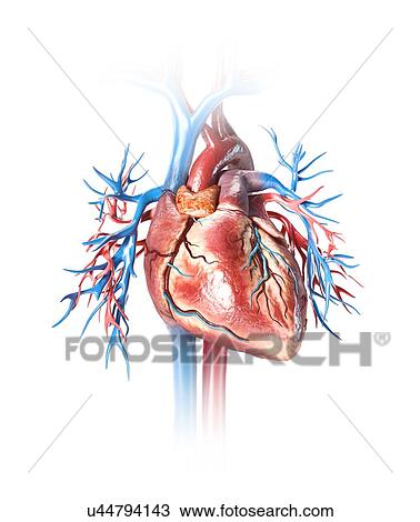 Stock Image - Human heart and blood vessels, illustration. Fotosearch