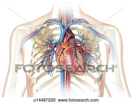 Stock Image - Human heart and chest, illustration. Fotosearch