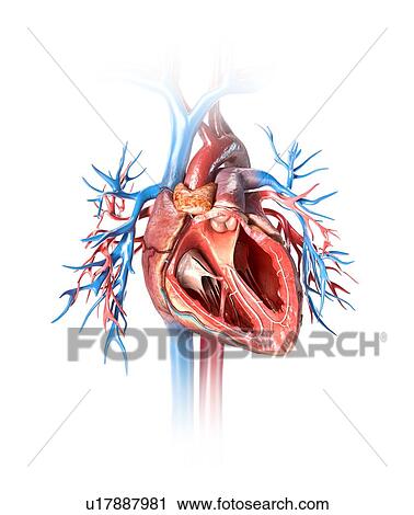 Human heart cross-section, illustration View Large Photo Image Stock Image - Human heart cross-section, illustration. Fotosearch