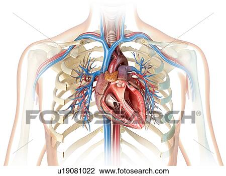 Stock Image - Human heart cross-section, illustration. Fotosearch