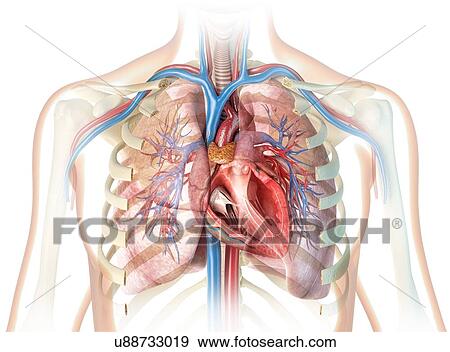 Human heart cross-section, illustration View Large Photo Image Stock Photo - Human heart cross-section, illustration. Fotosearch