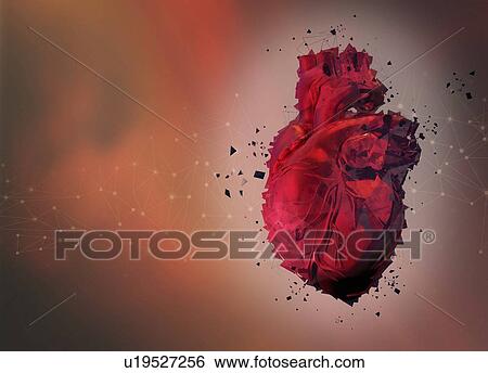 Stock Photograph - Human heart, illustration.. Fotosearch