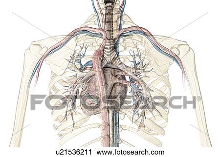 Stock Image - Human heart with bronchial tree, illustration. Fotosearch