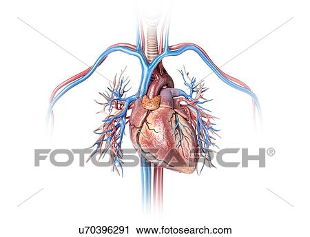 Stock Image - Human heart with bronchial tree, illustration. Fotosearch