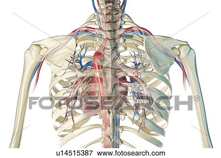 Stock Photo - Human heart with bronchial tree, illustration. Fotosearch