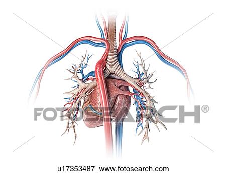 Stock Photo - Human heart with bronchial tree, illustration. Fotosearch