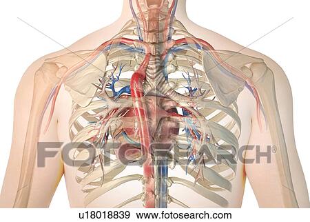 Human heart with bronchial tree, illustration View Large Photo Image Stock Photo - Human heart with bronchial tree, illustration. Fotosearch