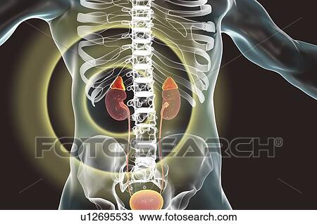 Stock Image - Human kidneys and adrenal glands, illustration. Fotosearch