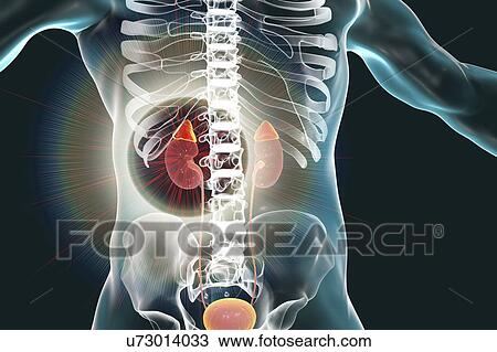 Stock Image - Human kidneys and adrenal glands, illustration. Fotosearch