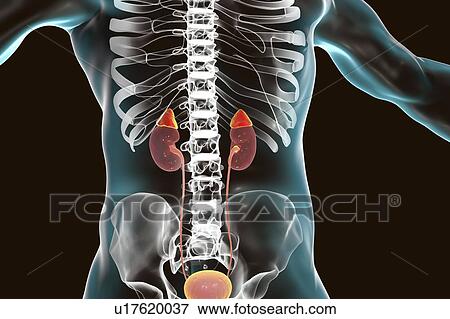 Stock Photo - Human kidneys and adrenal glands, illustration. Fotosearch