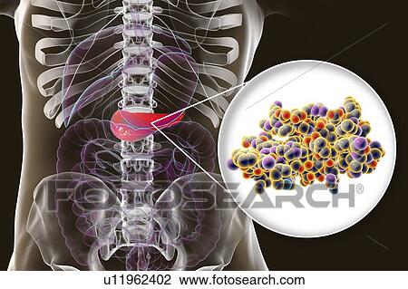 Human pancreas and insulin molecule, illustration View Large Photo Image Stock Image - Human pancreas and insulin molecule, illustration. Fotosearch