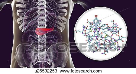 Stock Image - Human pancreas and insulin molecule, illustration. Fotosearch