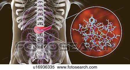 Human pancreas and insulin molecule, illustration View Large Photo Image Stock Photography - Human pancreas and insulin molecule, illustration. Fotosearch