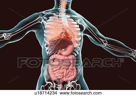 Human respiratory and digestive systems, illustration View Large Photo Image Picture - Human respiratory and digestive systems, illustration. Fotosearch