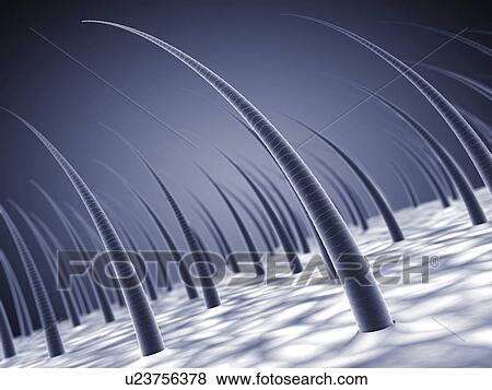 Stock Photo - Human scalp, illustration. Fotosearch