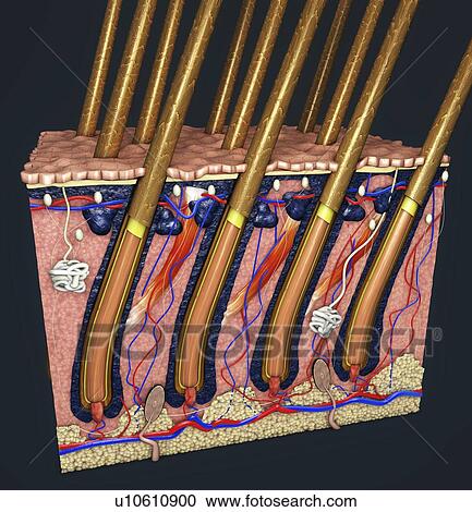 Stock Image - Human skin, illustration. Fotosearch