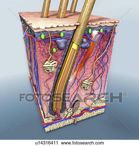 Stock Image - Human skin, illustration. Fotosearch