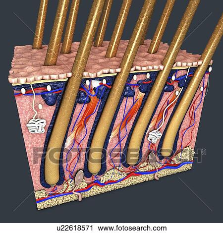 Human skin, illustration View Large Photo Image Stock Image - Human skin, illustration. Fotosearch